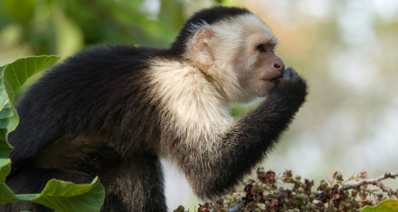 Research Project Capuchins