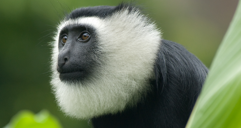 Research Project Colobus