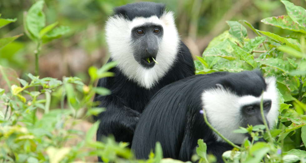 Research Project Colobus
